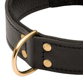 Brass D-ring Stitched to Leather American Bulldog Collar