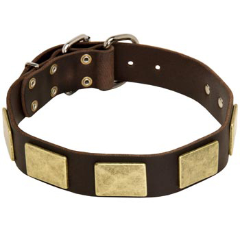 Leather American Bulldog Collar with Fashionable Studs