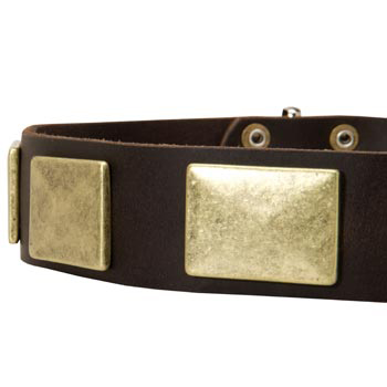 Leather Dog Collar with Massive Brass Plates for American Bulldog