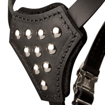 American Bulldog Harness Leather with Studded  Breast Plate