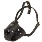 Everyday Leather American Bulldog Muzzle for Training