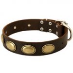 Designer Leather American Bulldog Collar with Oval Plates