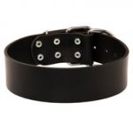 Extra Wide Leather American Bulldog Collar for Professional Training