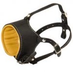 Snout Short Leather American Bulldog Muzzle Padded with Nappa Leather