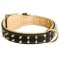 Royal Leather American Bulldog Collar Spiked Padded with Nappa Leather