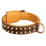 Spiked American Bulldog Collar Padded with Nappa Leather