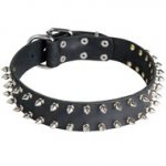 Leather American Bulldog Collar with 2 Rows of Nickel Spikes
