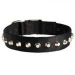 Exclusive Nylon American Bulldog Collar with Awesome Nickel Cones