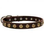 Leather American Bulldog Collar with Brass Dotted Circles for Fashion Walking