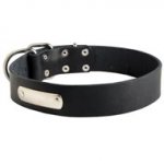 Classic Leather American Bulldog Collar with Identification Tag
