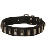 American Bulldog Leather Collar with Shiny Plates