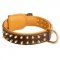 Spiked American Bulldog Collar Padded with Nappa Leather