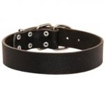 Wide Leather American Bulldog Collar for Training and Walking