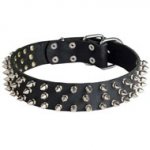 Leather American Bulldog Collar with 3 Rows of Nickel Spikes