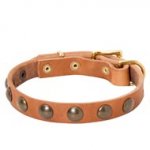 Leather American Bulldog Collar with Brass Half-Ball Studs
