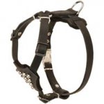 Studded Leather American Bulldog Puppy Harness