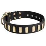 Fancy Leather American Bulldog Collar with Brass Plates