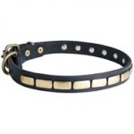 American Bulldog Leather Collar Brass Plates 25 mm