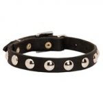 Beautiful Leather American Bulldog Collar Decorated with Half-Ball Studs