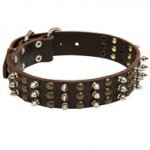 American Bulldog Spikes and Studs Rows Leather Dog Collar