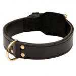 Training 2 Ply Leather American Bulldog Collar