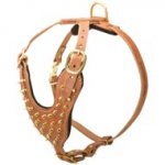 Brass Spiked Leather American Bulldog Harness for Fashion Walking