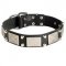 Leather American Bulldog Collar Decorated with Nickel Cones and Plates