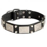 Leather American Bulldog Collar Decorated with Nickel Cones and Plates