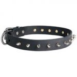 American Bulldog Leather Collar Spiked 30 mm