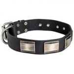 Leather American Bulldog Collar Massive Nickel Plates