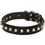 Gorgeous Wide Leather American Bulldog Collar - Fashion Exclusive Design