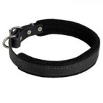 Padded Leather American Bulldog Collar 25 mm for Dog Training