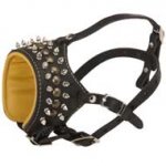 Royal Spiked and Studded Leather American Bulldog Muzzle