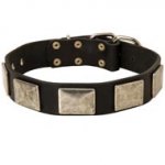 Leather American Bulldog Collar with Large Nickel Plates