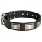 Leather American Bulldog Collar Massive Nickel Plates
