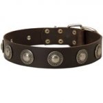 Leather American Bulldog Collar Decorated with Silver Conchos
