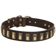 Leather American Bulldog Collar with Awesome Brass Plates