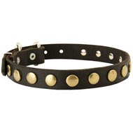 Leather American Bulldog Collar with Brass Circles for Fashionable Walking