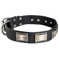 Leather American Bulldog Collar Massive Nickel Plates