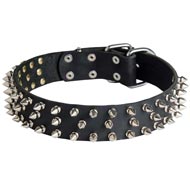 Leather American Bulldog Collar with 3 Rows of Nickel Spikes