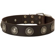 Leather American Bulldog Collar Decorated with Silver Conchos