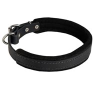 Padded Leather American Bulldog Collar 25 mm for Dog Training