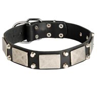 Leather American Bulldog Collar Decorated with Nickel Cones and Plates