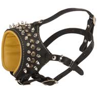 Royal Spiked and Studded Leather American Bulldog Muzzle