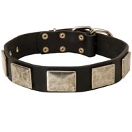 Leather American Bulldog Collar with Large Nickel Plates