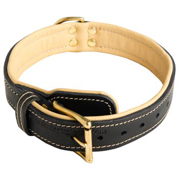 American Bulldog Collar Padded Adjustable for Dog Walking, Training