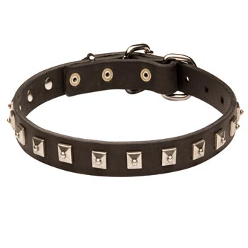 American Bulldog Walking   Leather Collar with Studs