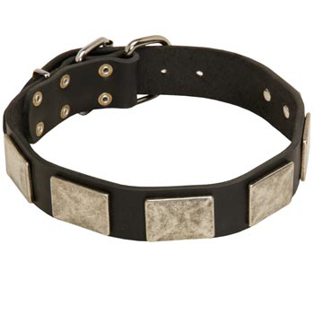 Walking Leather American Bulldog Collar