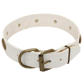 White Leather Dog Collar for American Bulldog Stylish Walks