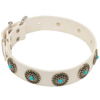 Leather Dog Collar White Exclusive for   American Bulldog Walking